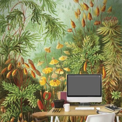 Haarmos door Ernst Haeckel